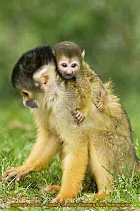 Black-capped Squirrel Monkey and baby - Apenheul Primate Park, Apeldoorn, Netherlands